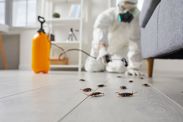 Post-Treatment Bed Bug Interceptor Monitoring in Riverdale Park